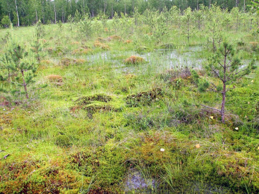 Полистовский заповедник сфагнум