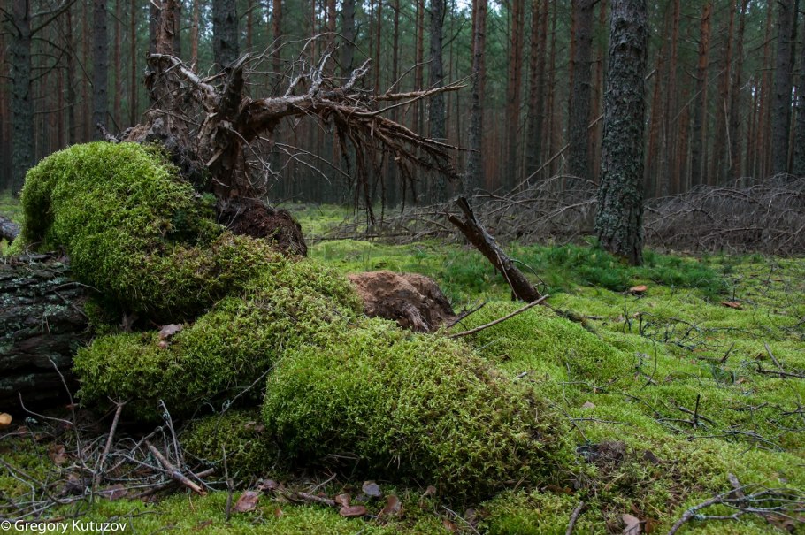 Мхи Псковская область