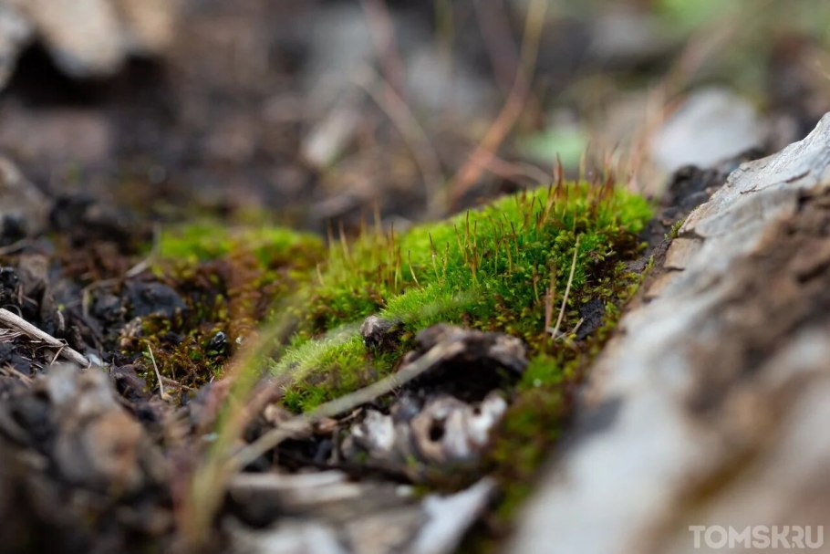 Мхи Сибири