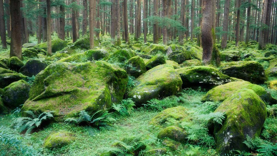 Красивый мох