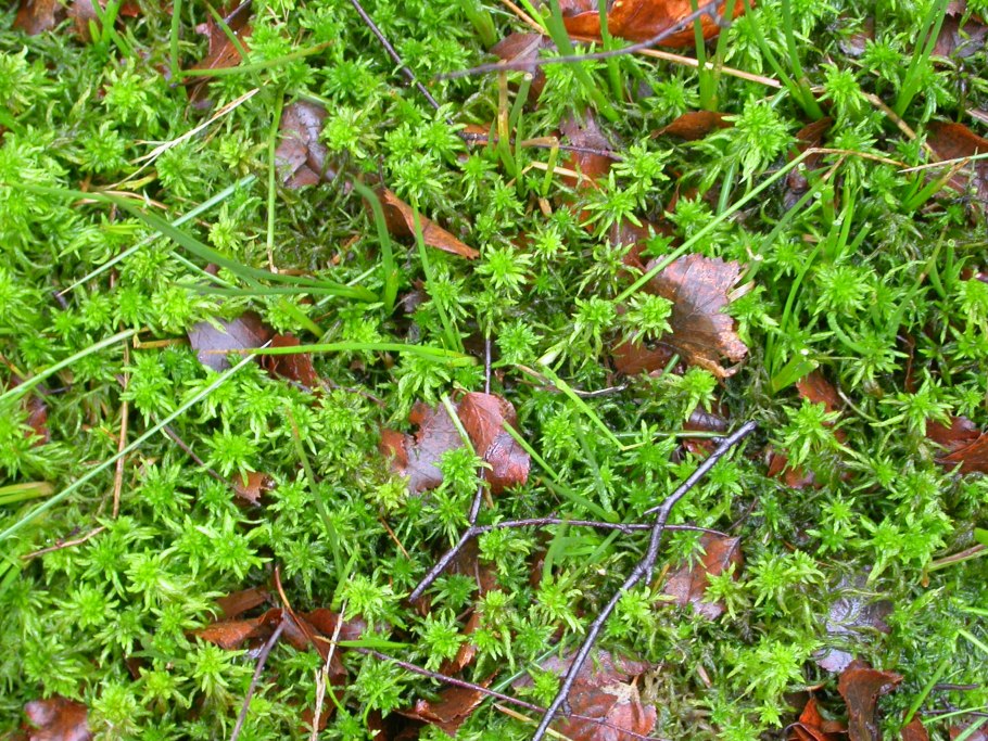 Болота Манчак Южная Америка