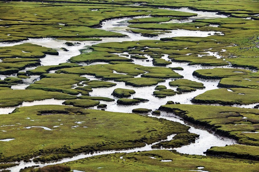 Тина Болотная