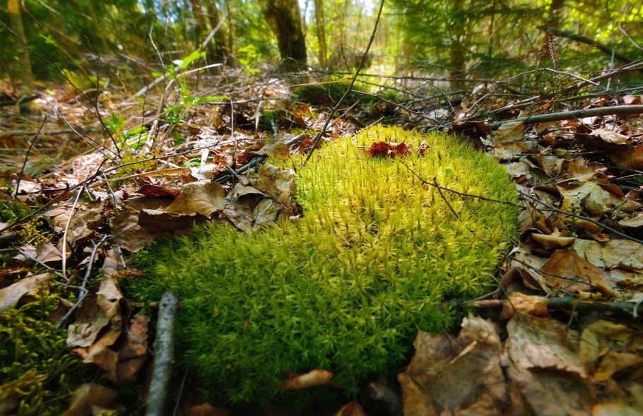 Зевыкинский мох