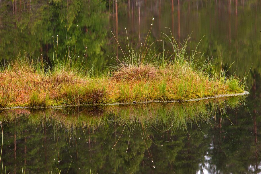 Болото Шатинский мох