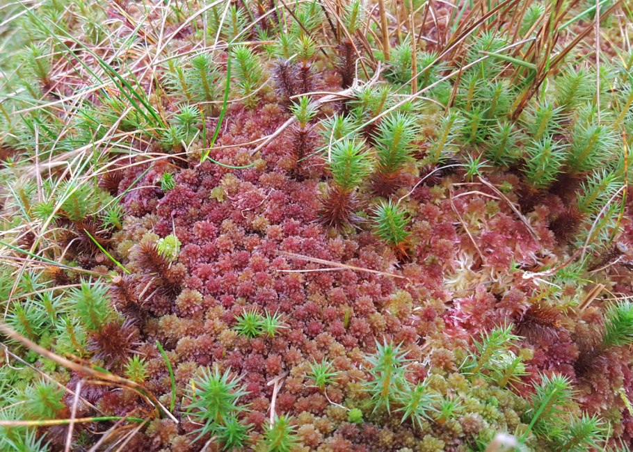 Сфагнум болотный