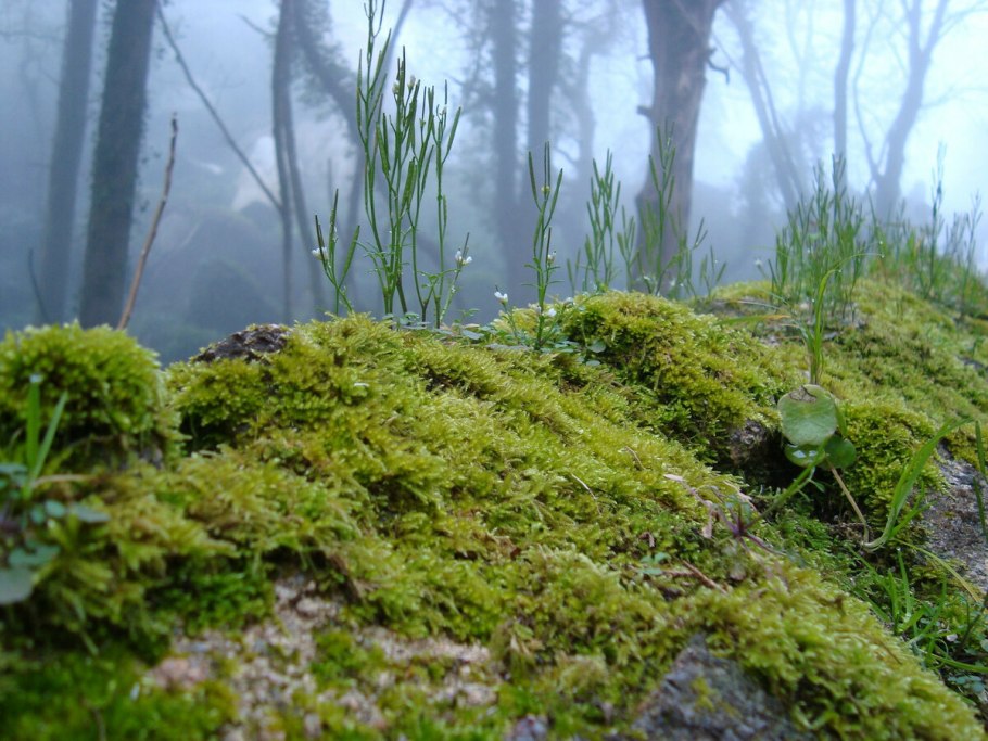 Мох криспулус