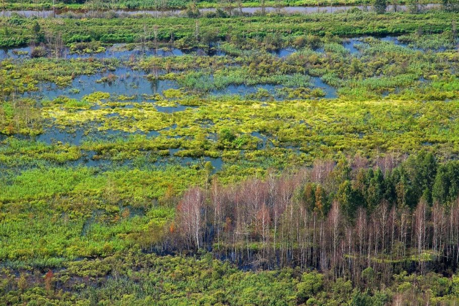 Мох сфагнум новозеландский