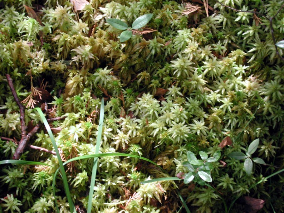 Сфагнум болотный