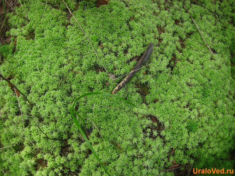 Сфагнум болотный