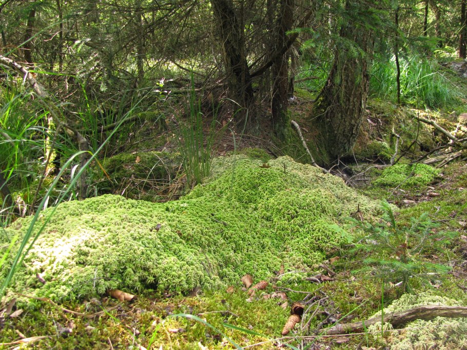 Мох Катаринея