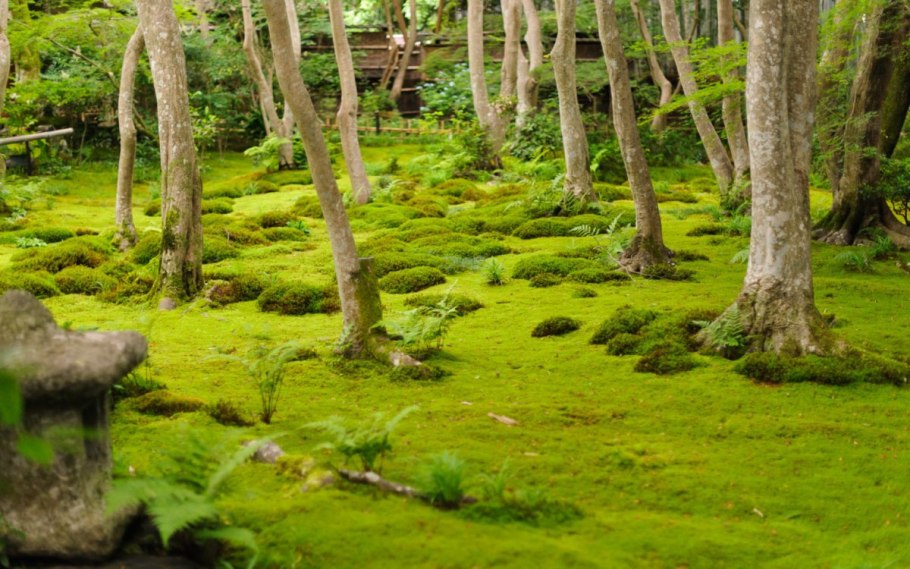 Бридский мох