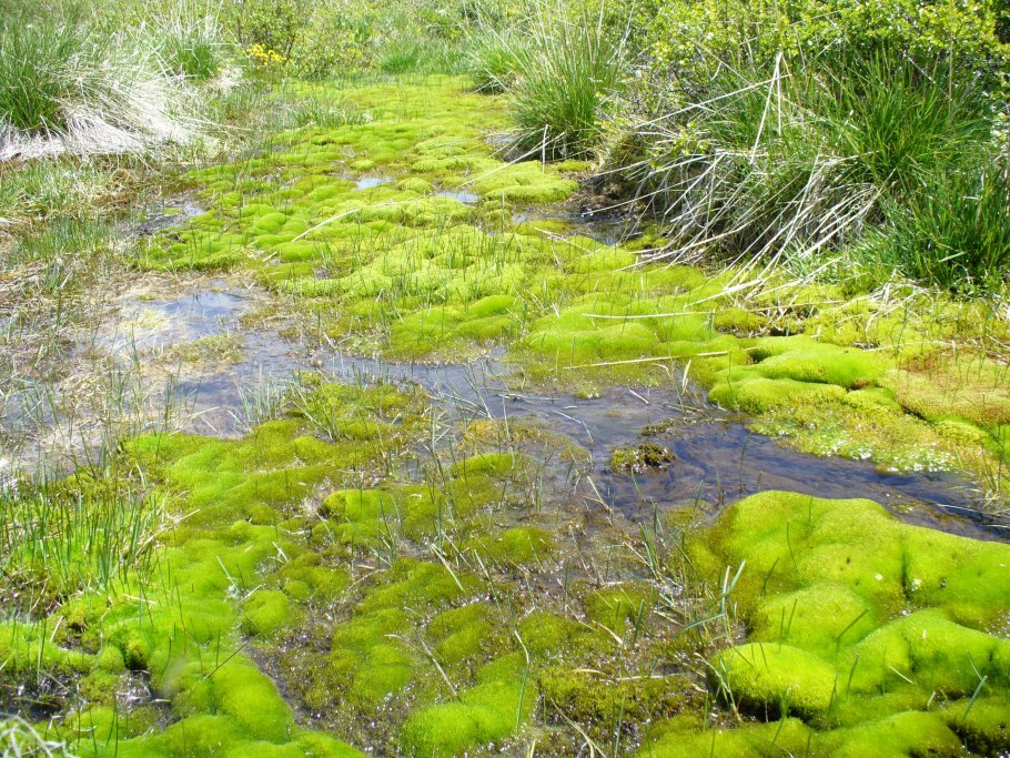 Водяной мох