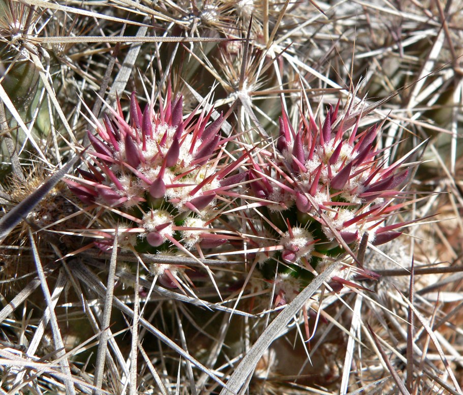 Grusonia clavata