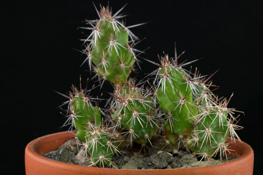 Эхинокактус грузони