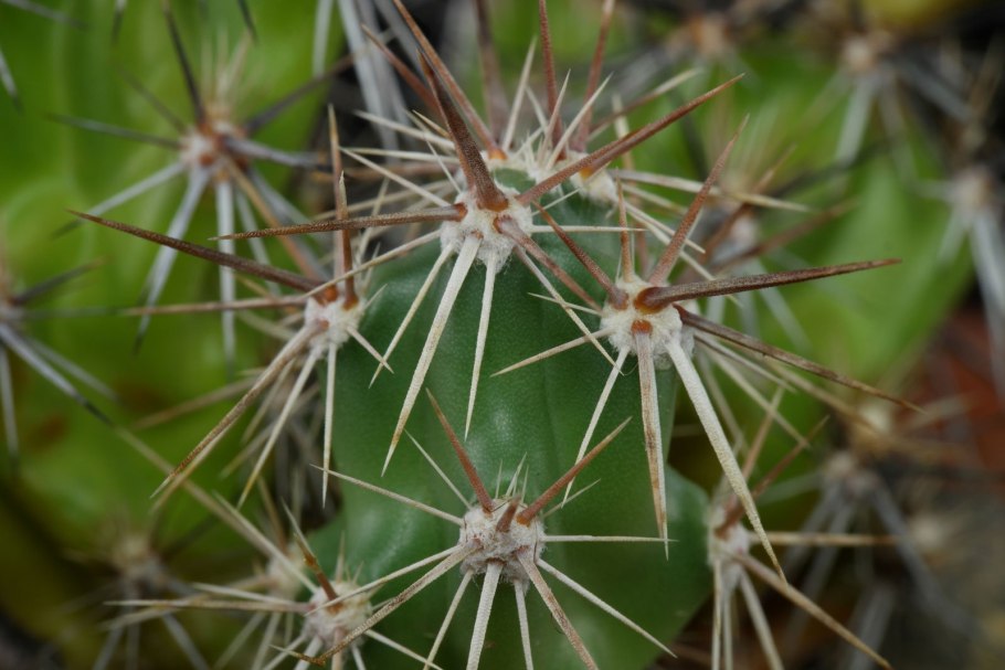 Эхинокактус грузони