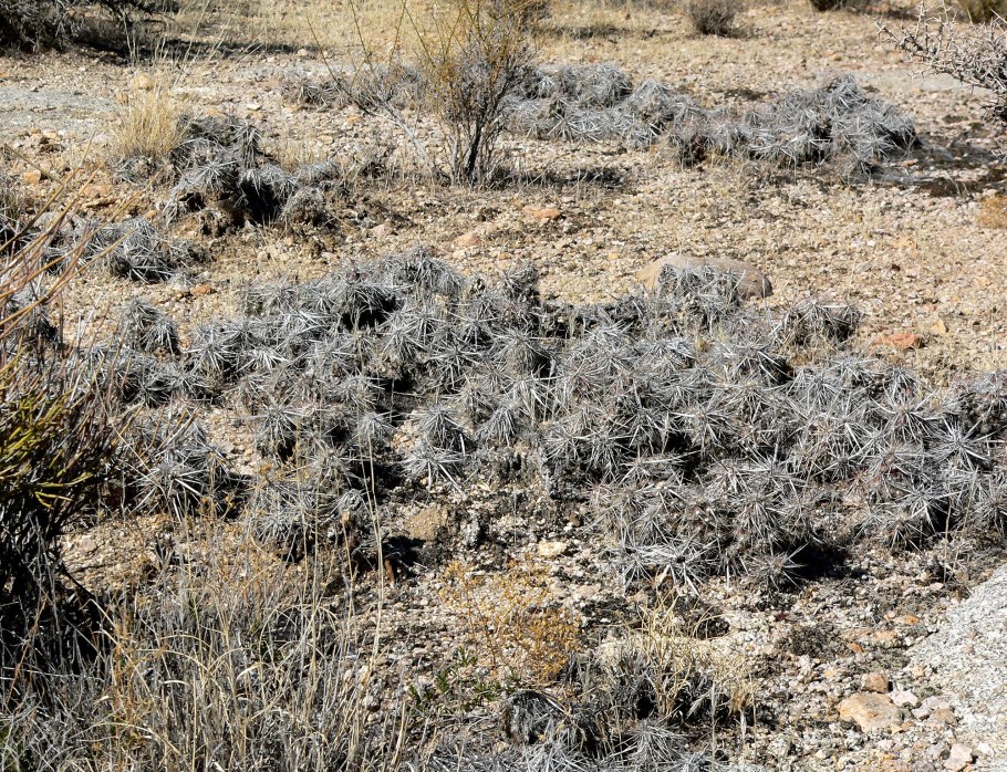 Коринопунция бульбиспина