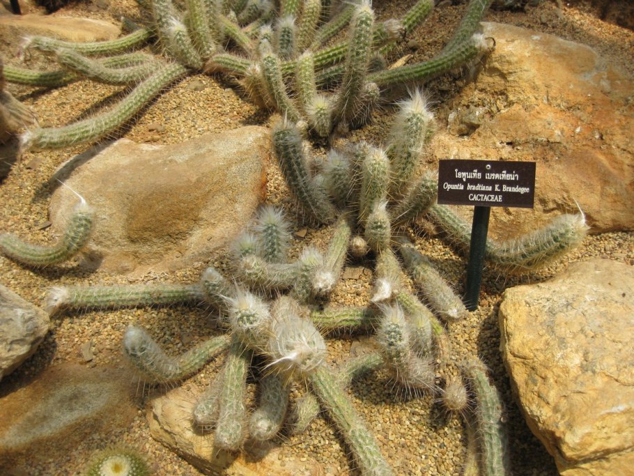 Corynopuntia