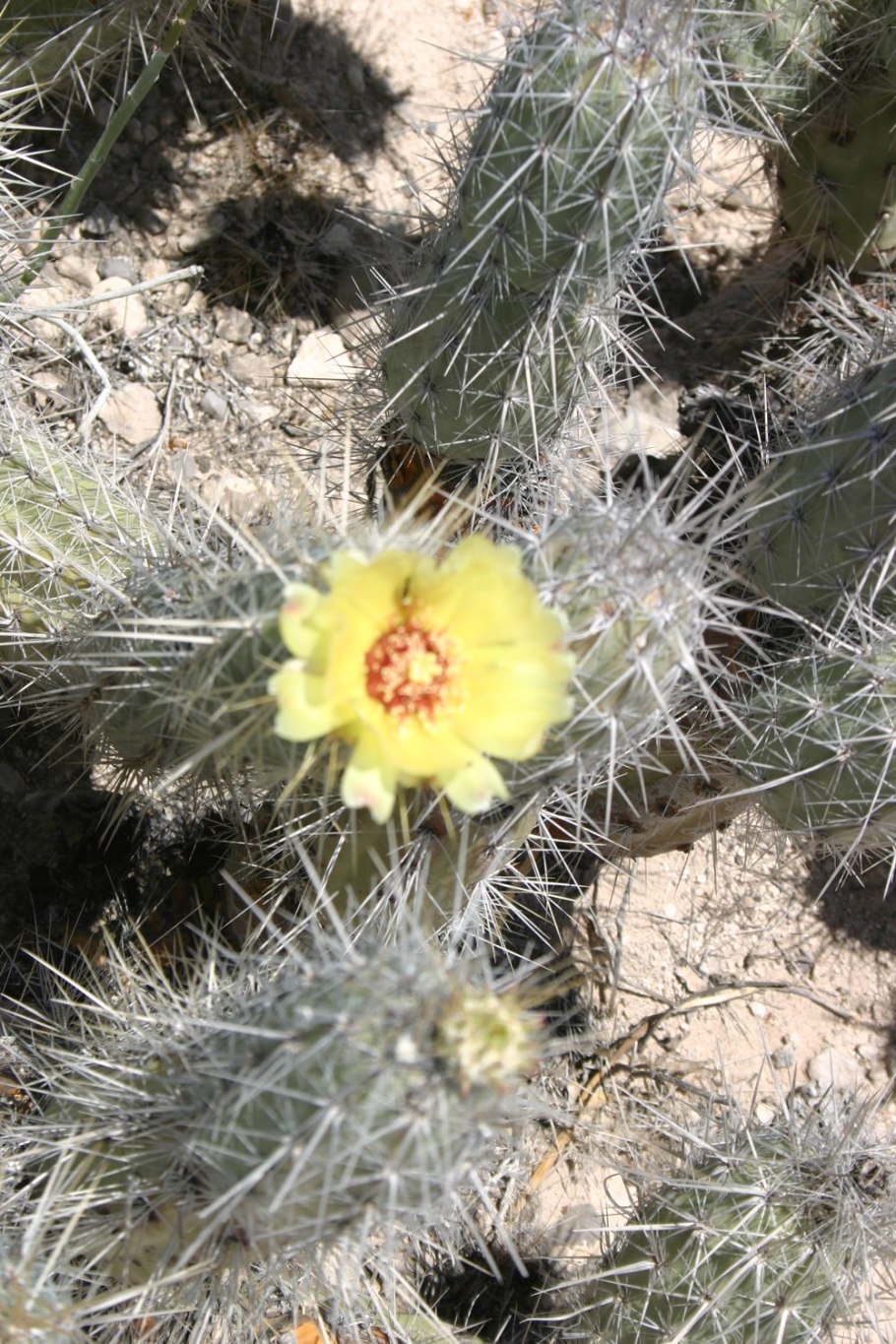 Огромные кактусы в Аптекарском