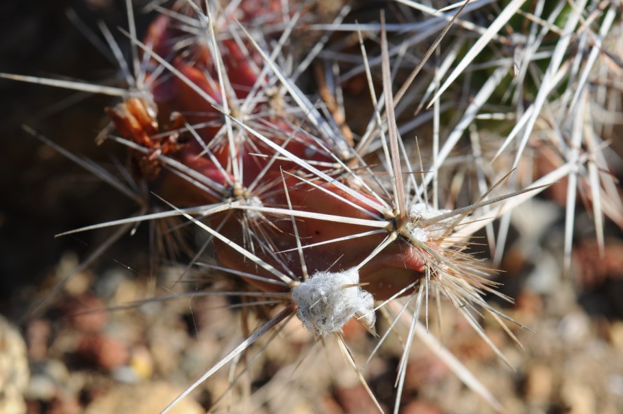 Кактус Эхинокактус грузони