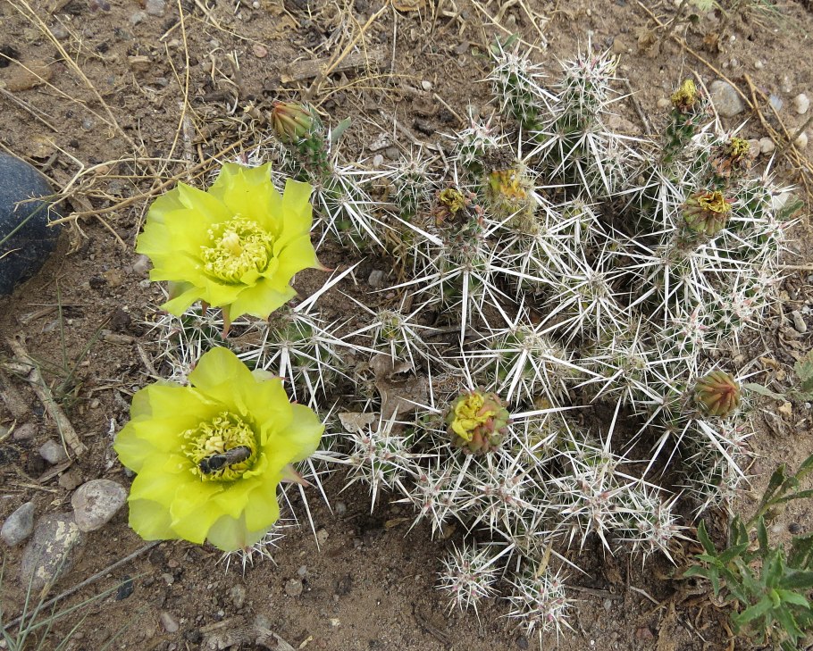 Эхинокактус сетиспинус