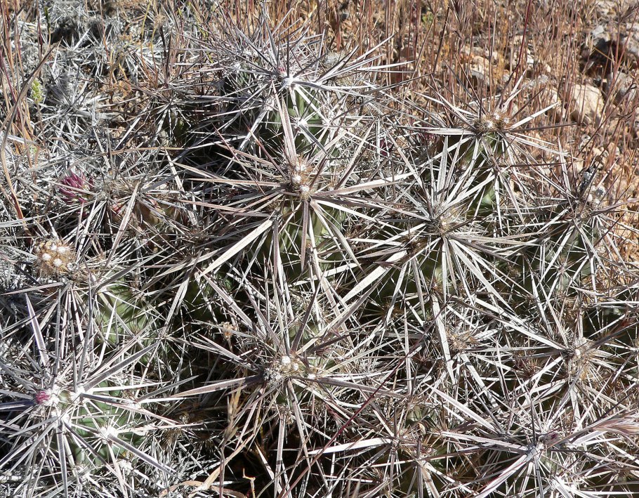 Corynopuntia clavata mk1530