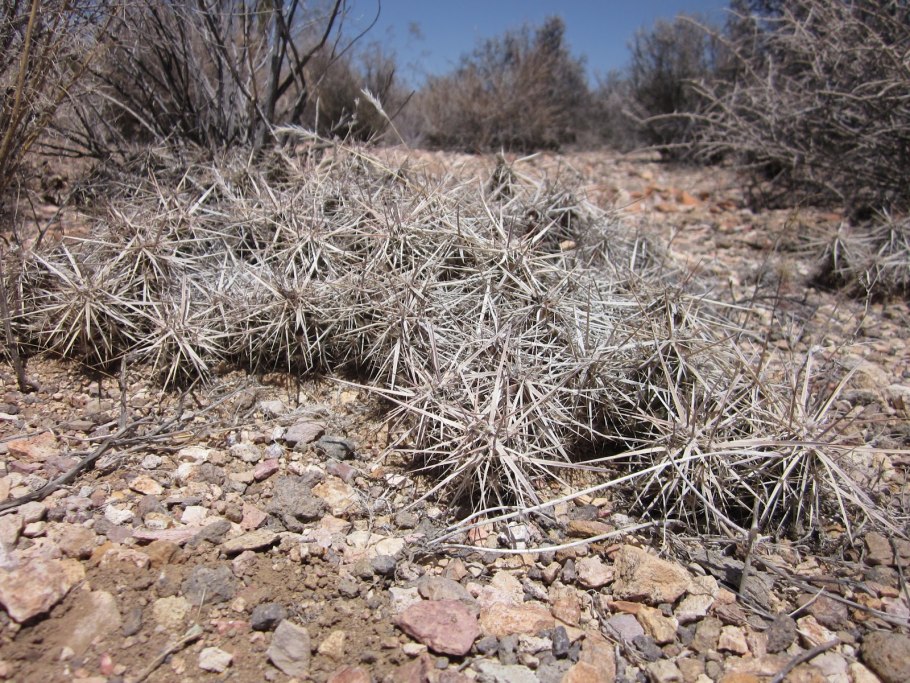 Кактусы в Аргентине