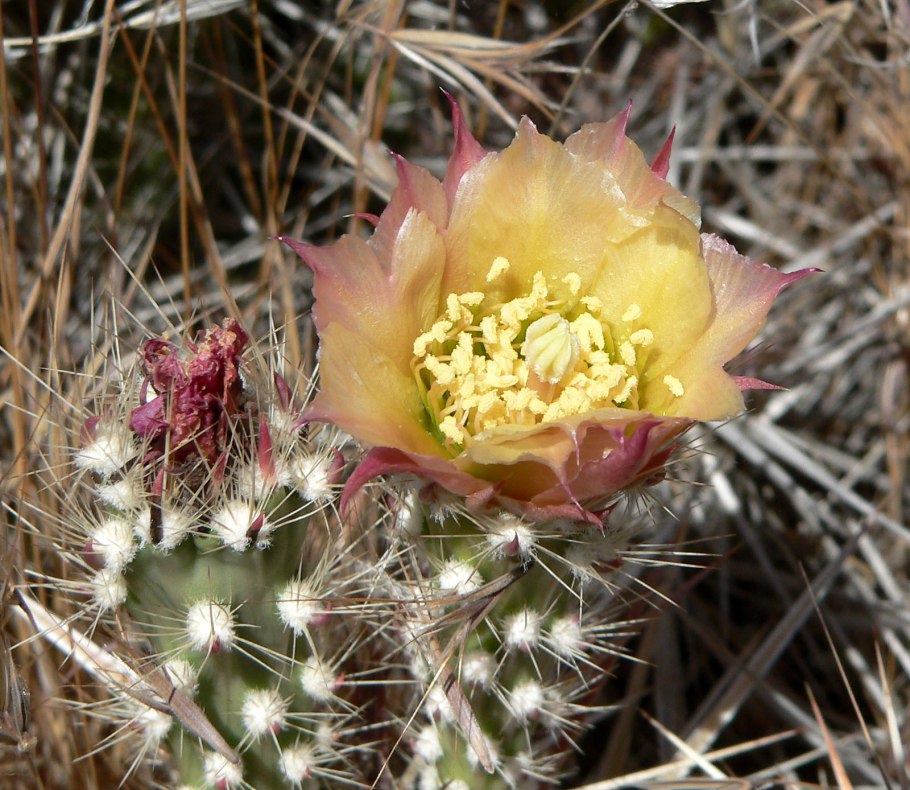 Corynopuntia clavata mk1530
