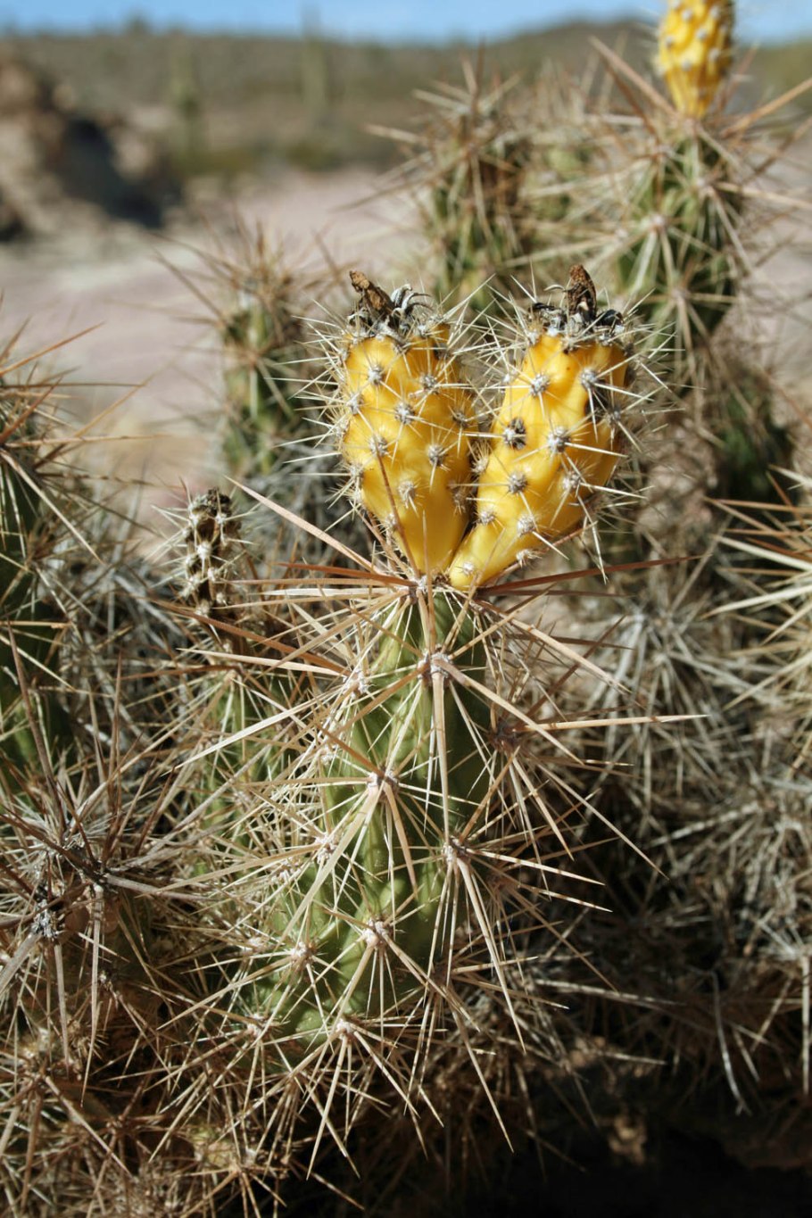 Коринопунция непреодолимая