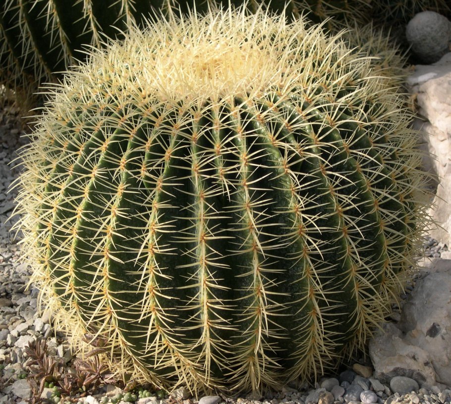Эхинокактус грузони Техасский