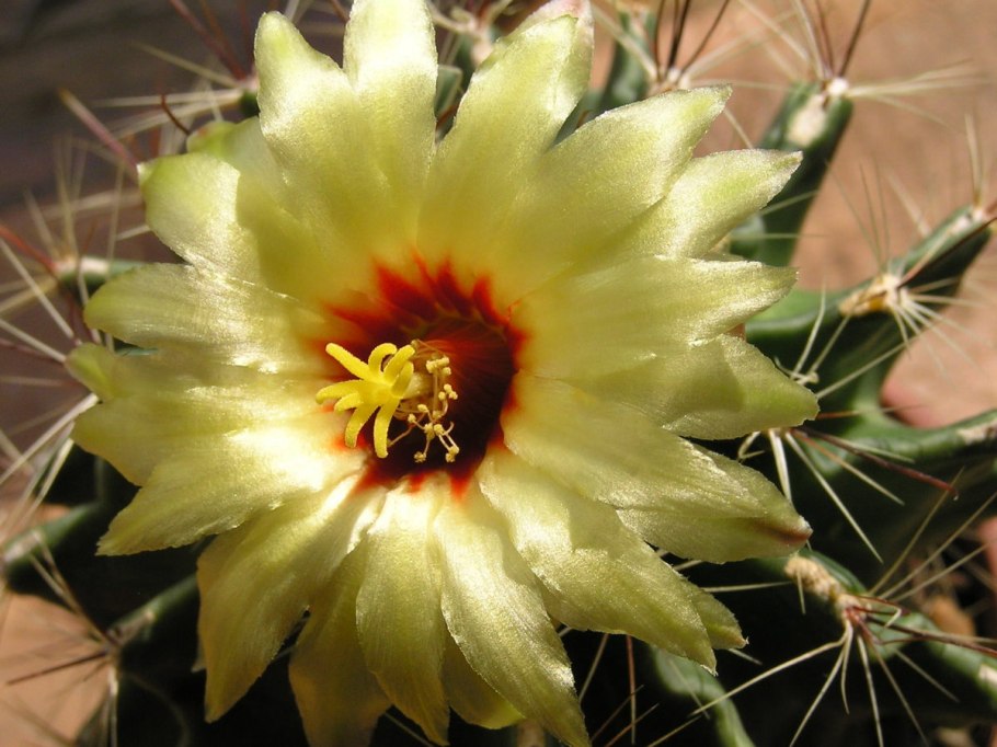 Грузони (Echinocactus grusonii)