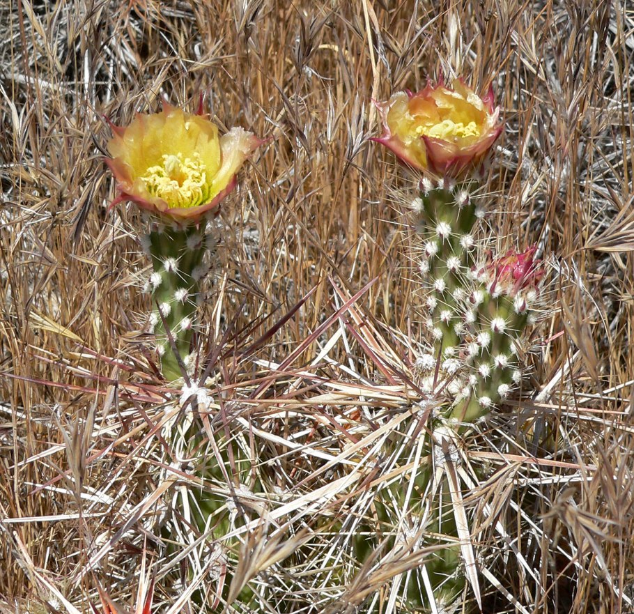Grusonia marenae