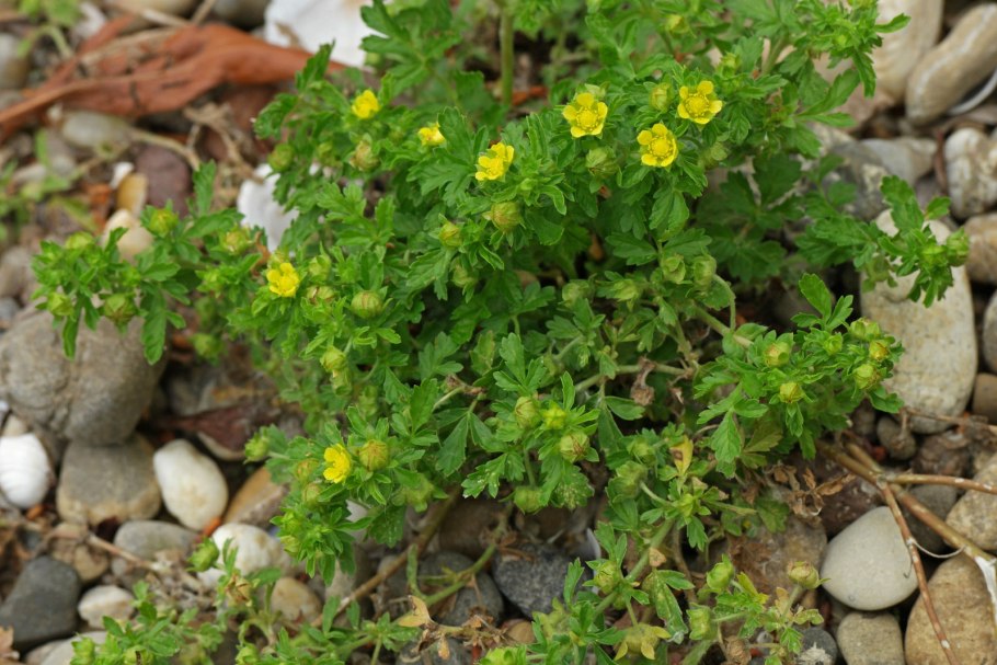 Лапчатка рябинколистная