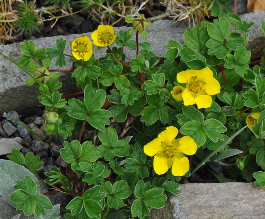 Лапчатка рябинколистная