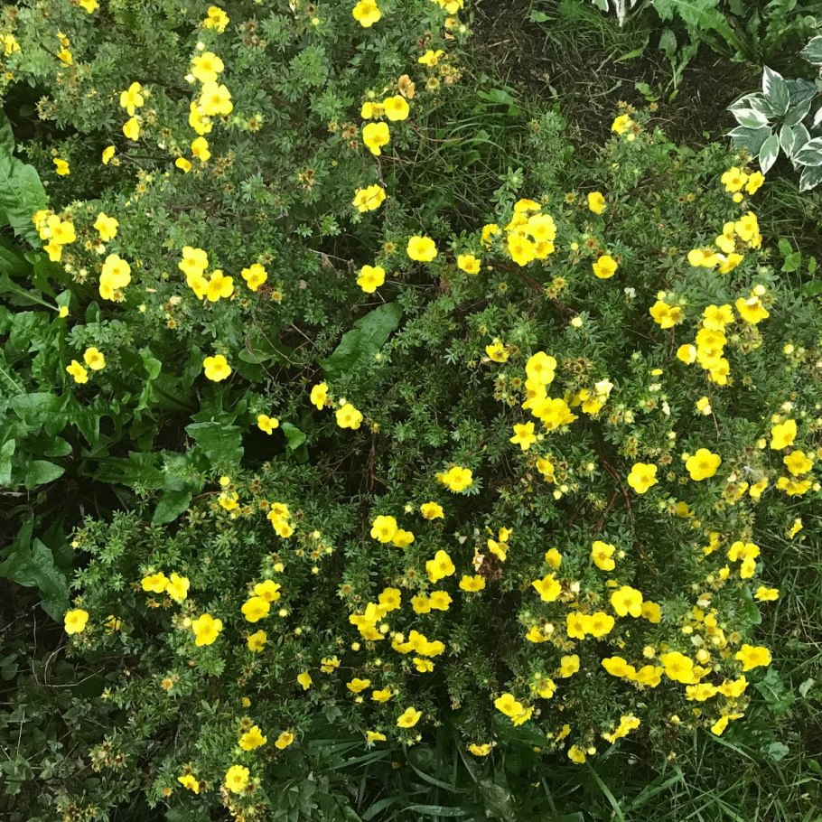 Лапчатка семилисточковая