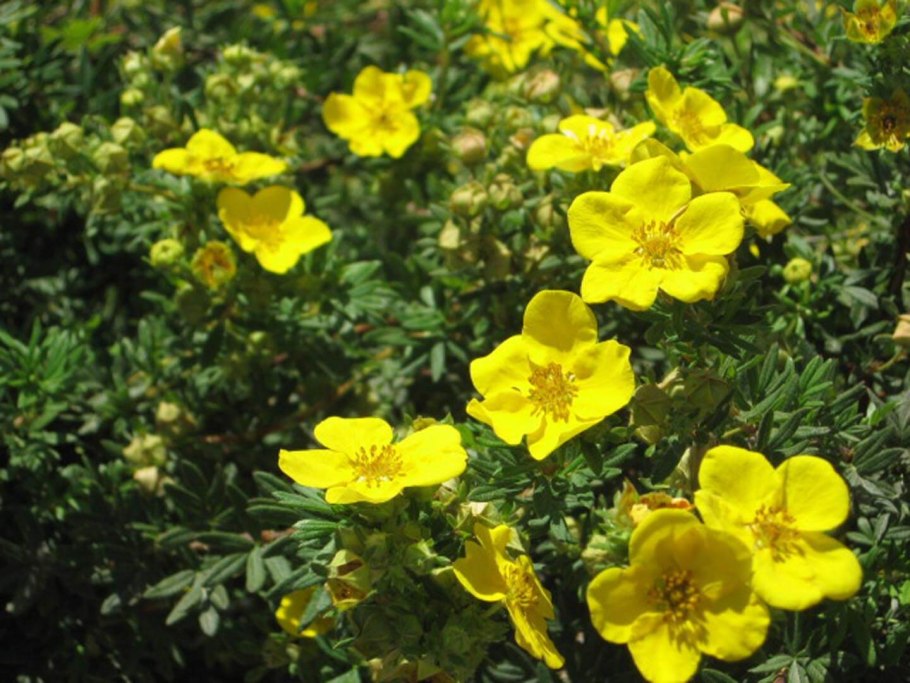 Лапчатка кустарниковая Abbotswood