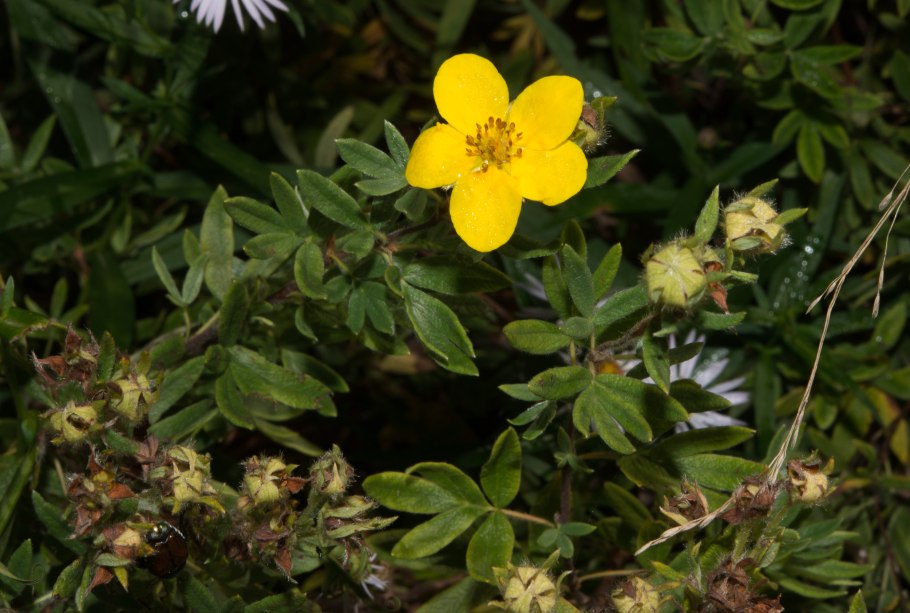 Лапчатка (dasiphora fruticosa