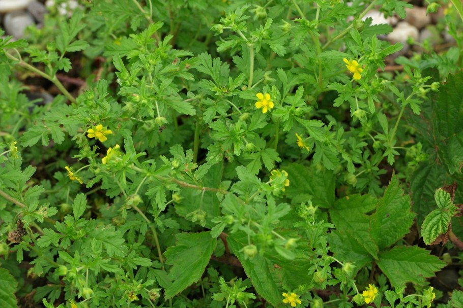 Лапчатка рябинколистная