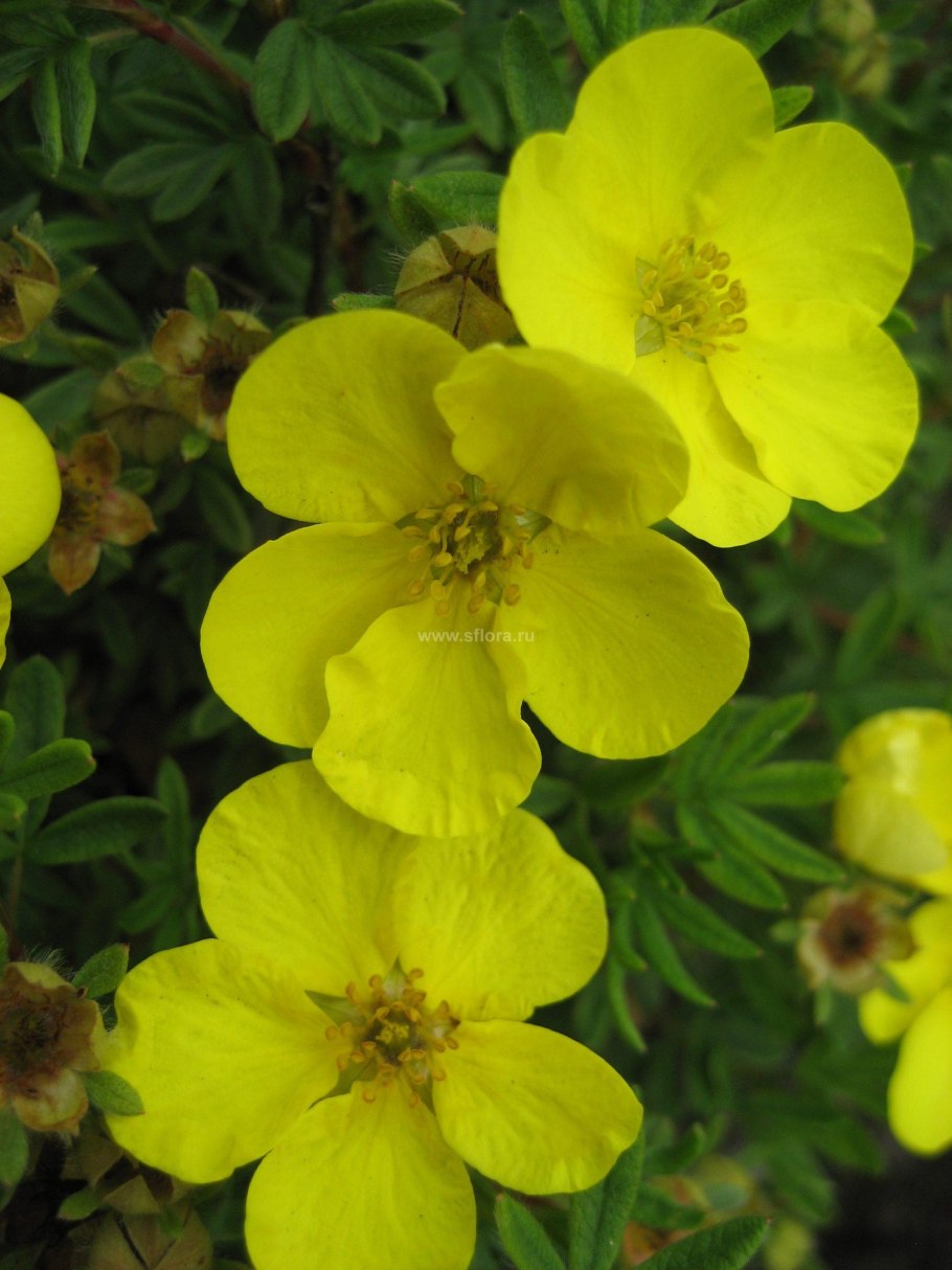 Лапчатка flamboyant