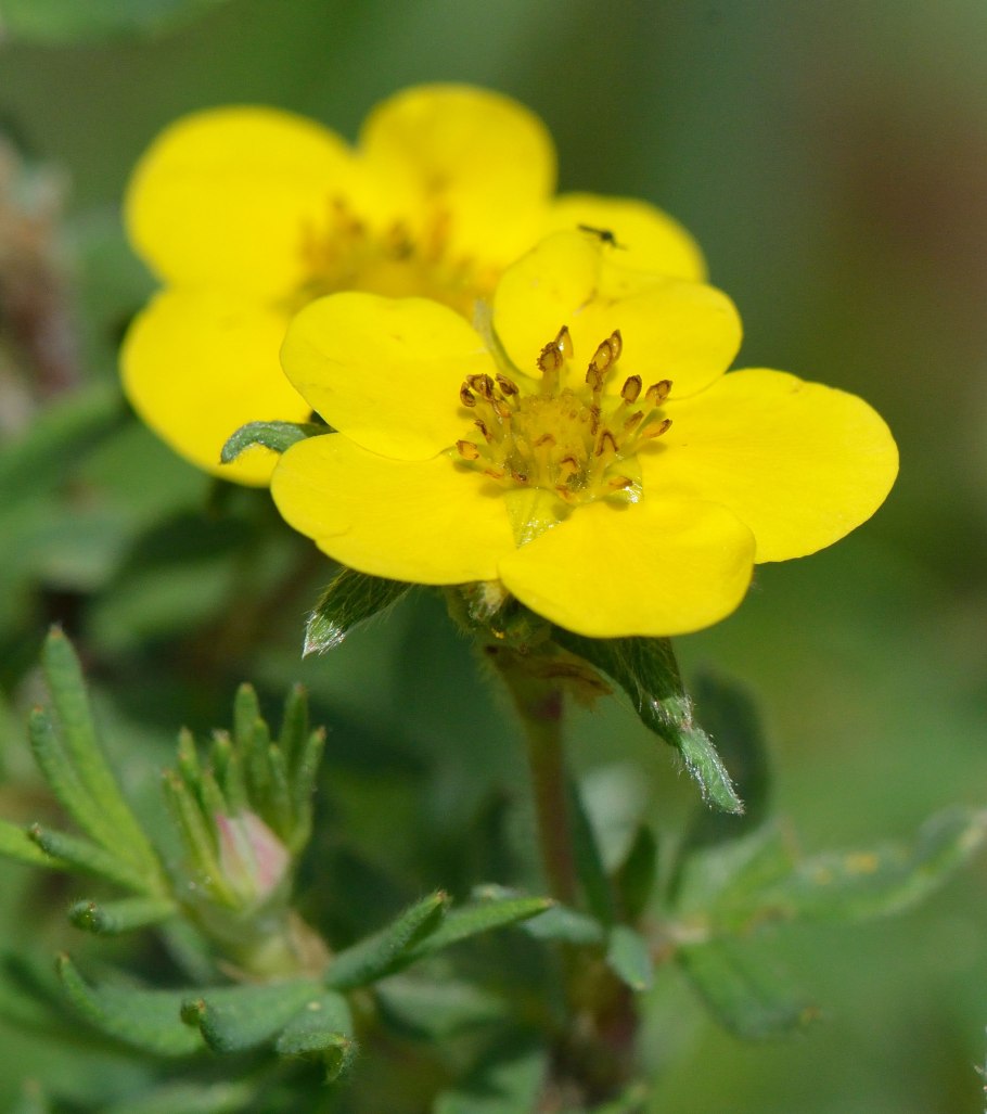 Лапчатка (dasiphora fruticosa