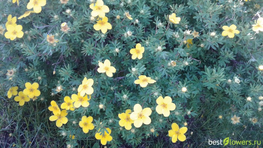 Лапчатка кустарниковая Уайт леди