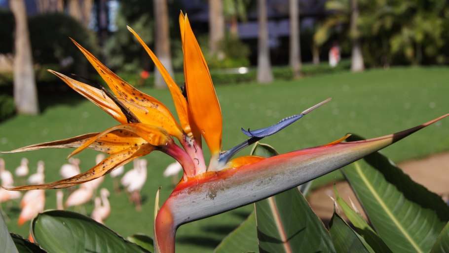 Стрелиция Королевская Ботанический