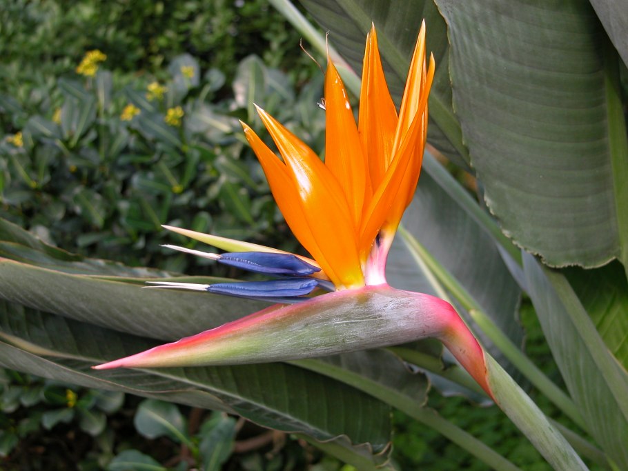 Стрелиция Королевская желтая