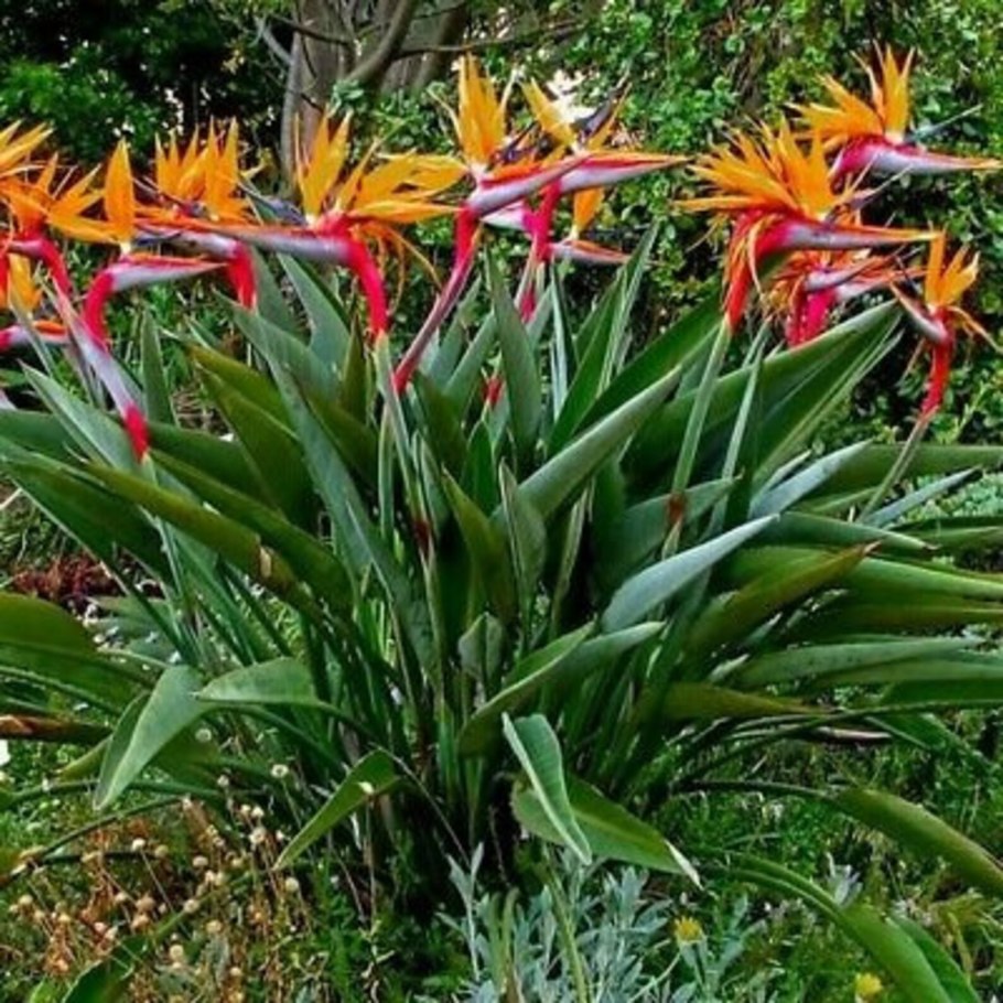 Strelitzia Reginae Стрелиция Королевская
