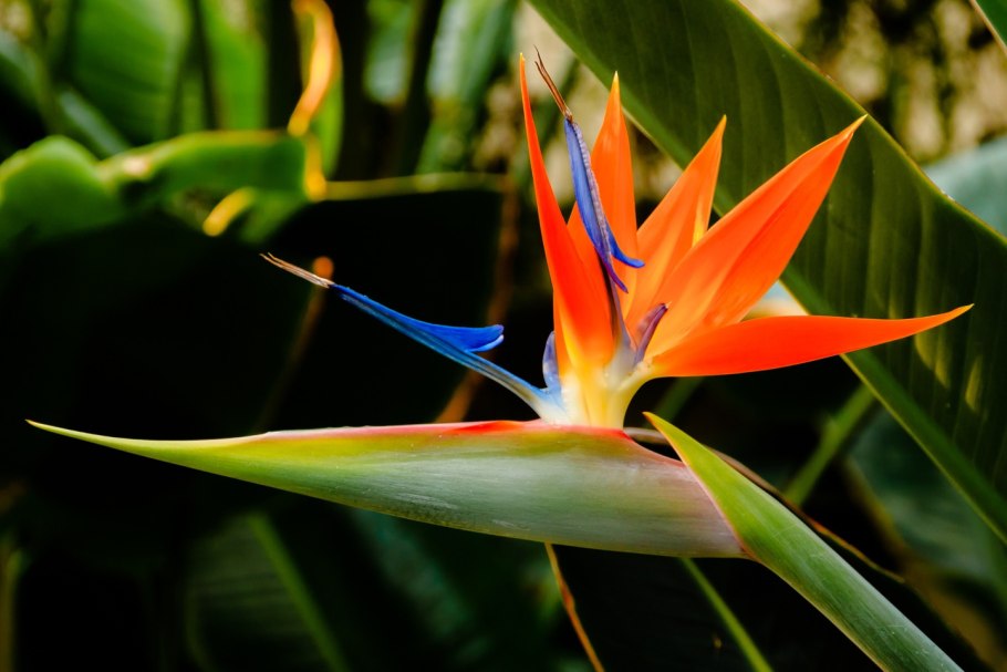 Strelitzia Reginae Стрелиция Королевская