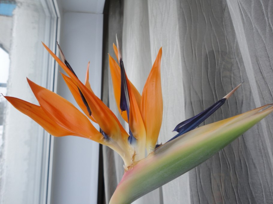 Стрелиция Reginae