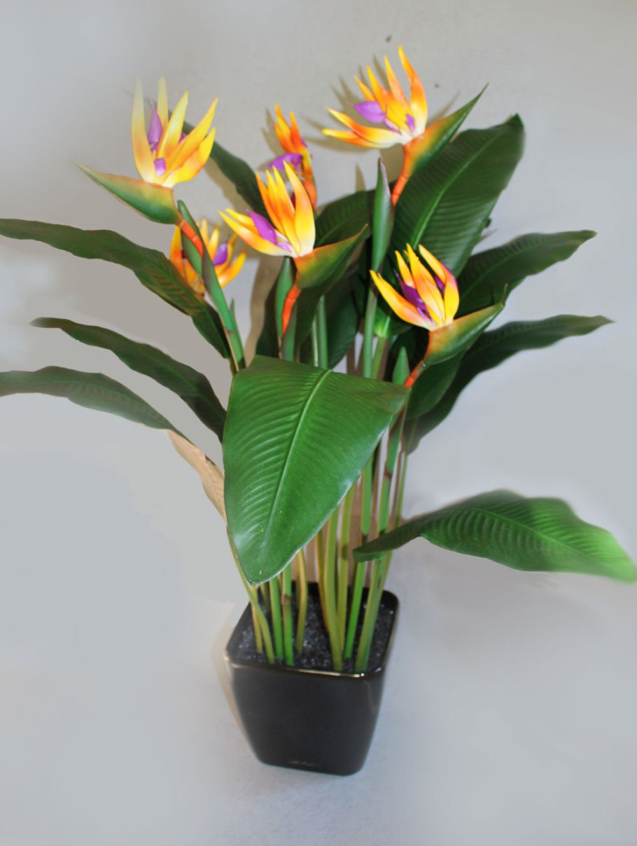 Стрелиция больная