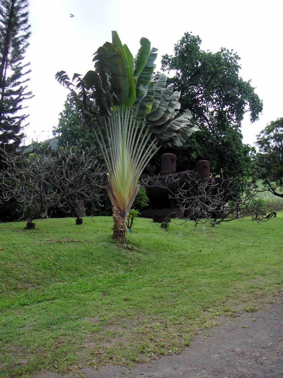 Королевская стрецилия