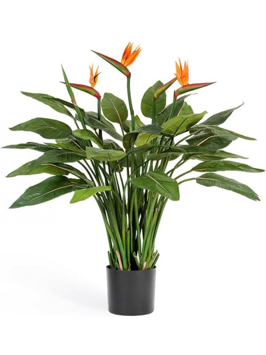 Стрелиция уличная