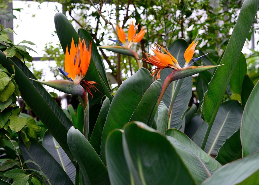 Райская птичка цветок Стрелиция