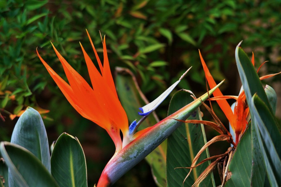 Стрелиция Николая